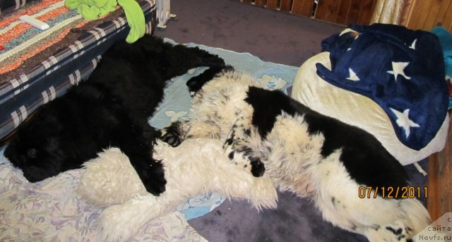 Фото: ньюфаундленд Ih Vyisochestvo Vladlena Madjiks (Их Высочество Владлена Маджикс), ньюфаундленд Super Bizon Ekaterinburg (Супер Бизон Екатеринбург)