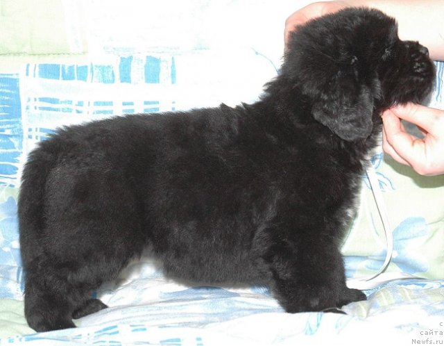 Фото: ньюфаундленд Newettas Ice Princess Of Denmark