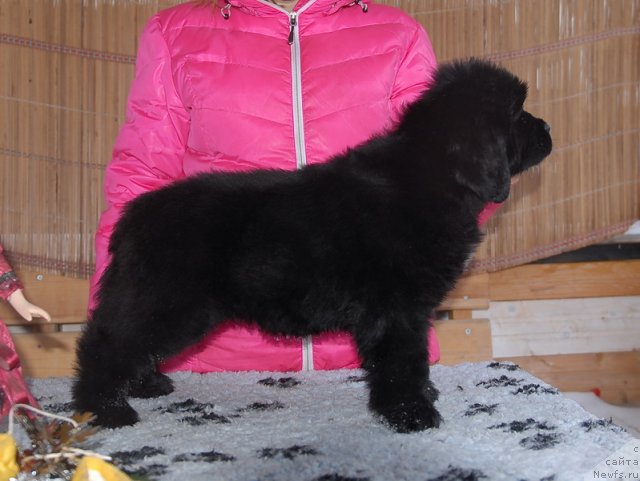 Фото: ньюфаундленд Sent Djons YEboni in Fayer (Сент Джонс Эбони ин Файер)