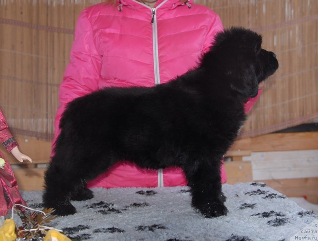 Фото: ньюфаундленд Sent Djons YEboni in Fayer (Сент Джонс Эбони ин Файер)