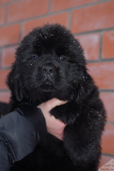 Фото: ньюфаундленд Sent Djons YEboni in Fayer (Сент Джонс Эбони ин Файер)
