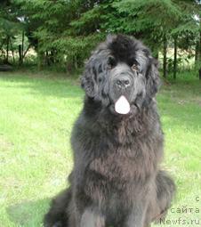 Фото: ньюфаундленд Newf Mermaid Xiky