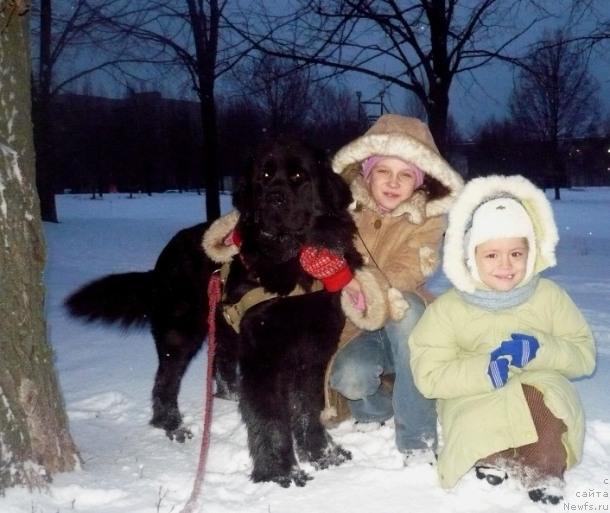 Фото: ньюфаундленд Undina Bell-Ail ot Tsatsyby (Ундина Белл-Айл от Цацибы)