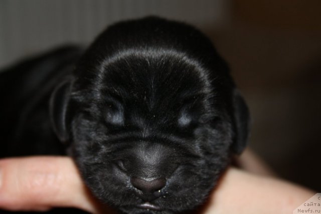 Фото: розовая девочка