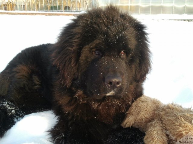 Фото: ньюфаундленд Aviator Golden Vinner (Авиатор Голден Виннер)