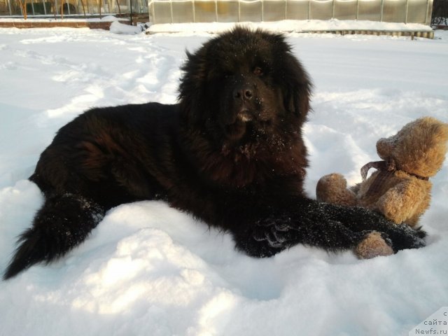 Фото: ньюфаундленд Aviator Golden Vinner (Авиатор Голден Виннер)