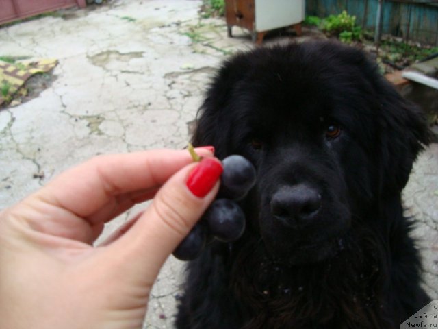 Фото: ньюфаундленд Zacharovannyiy Mir s Berega Dona (Зачарованный Мир с Берега Дона)