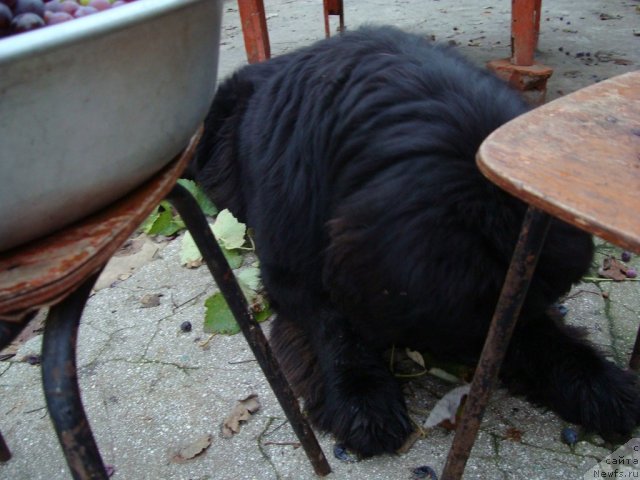 Фото: ньюфаундленд Zacharovannyiy Mir s Berega Dona (Зачарованный Мир с Берега Дона)
