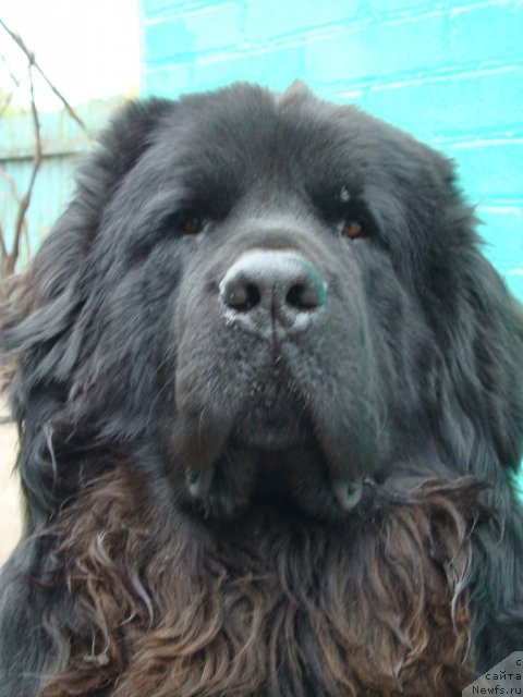 Фото: ньюфаундленд Zacharovannyiy Mir s Berega Dona (Зачарованный Мир с Берега Дона)