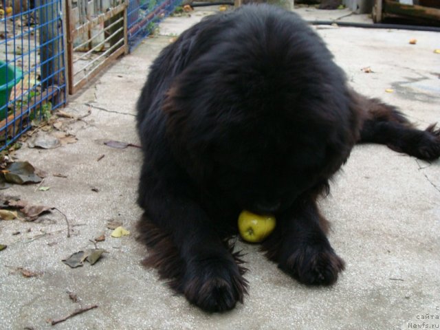 Фото: ньюфаундленд Zacharovannyiy Mir s Berega Dona (Зачарованный Мир с Берега Дона)