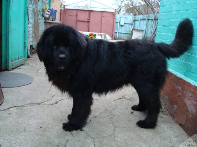 Фото: ньюфаундленд Zacharovannyiy Mir s Berega Dona (Зачарованный Мир с Берега Дона)