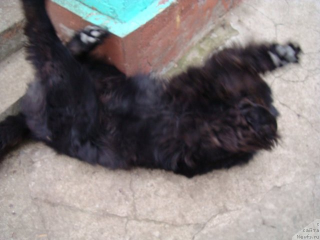 Фото: ньюфаундленд Zacharovannyiy Mir s Berega Dona (Зачарованный Мир с Берега Дона)