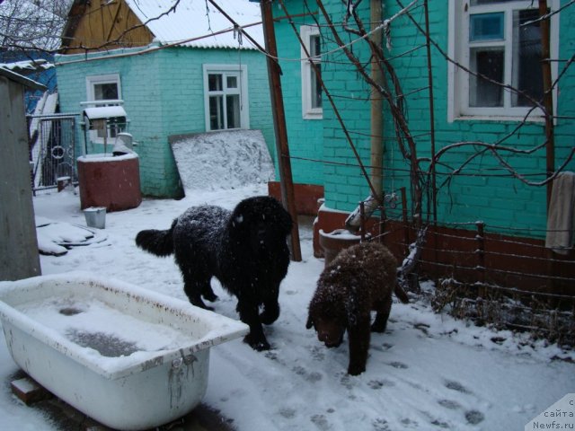 Фото: ньюфаундленд Fenomenalnyi Fakt s Berega Dona (Феноменальный Факт с Берега Дона), ньюфаундленд Zacharovannyiy Mir s Berega Dona (Зачарованный Мир с Берега Дона)