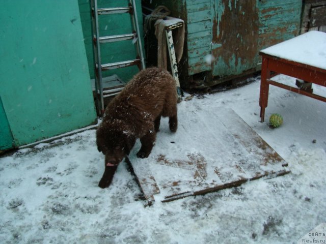Фото: ньюфаундленд Fenomenalnyi Fakt s Berega Dona (Феноменальный Факт с Берега Дона)