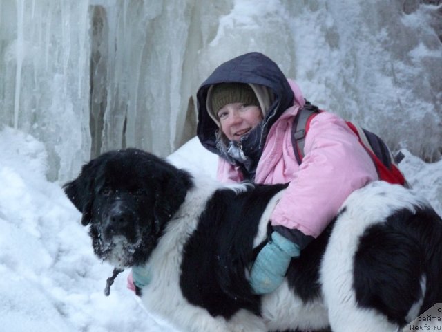 Фото: ньюфаундленд Okeanskaya Volna iz Tihogo Omuta (Океанская Волна из Тихого Омута), Ekaterina Milyohina (Екатерина Милёхина)