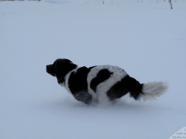 Фотография № 84083