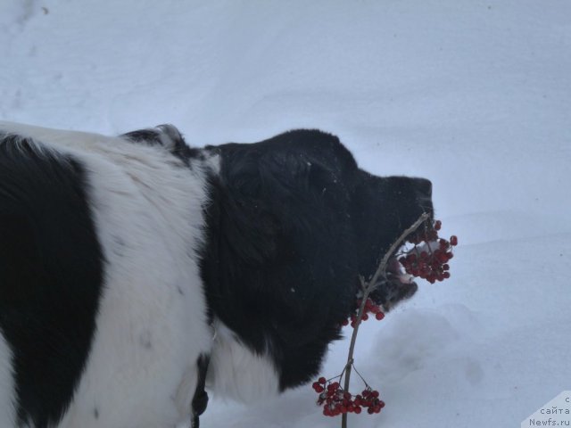 Фотография № 84084