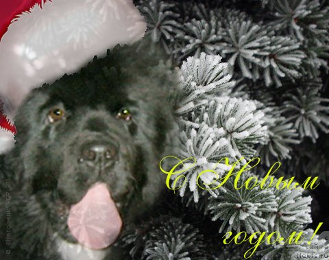 Фотография № 84086