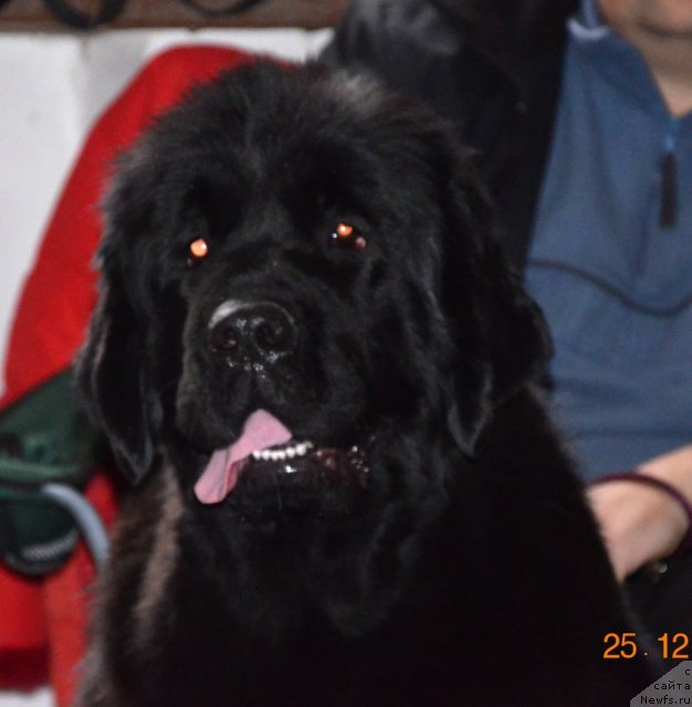 Фото: ньюфаундленд Violett Gryeys Of YEndjel (Виолетт Грэйс Оф Энджел)