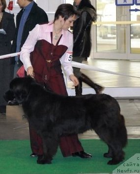 Фото: ньюфаундленд Velyke Malyatko Zapovid' Predkiv