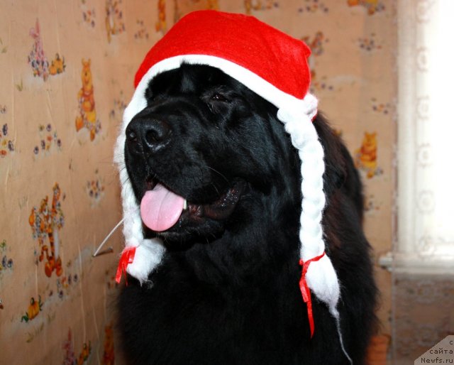 Фото: ньюфаундленд Super Premium Jani Monik (Супер Премиум Жани Моник)