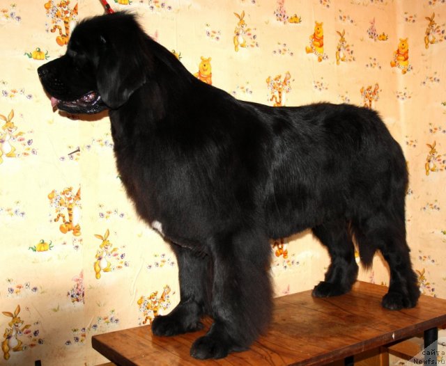 Фото: ньюфаундленд Super Premium Jani Monik (Супер Премиум Жани Моник)