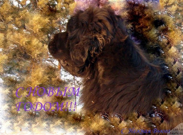 Фотография № 84132