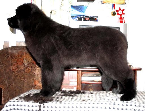 Фото: ньюфаундленд Zvezdnij Dar Afrodita (Звездный Дар Афродита)