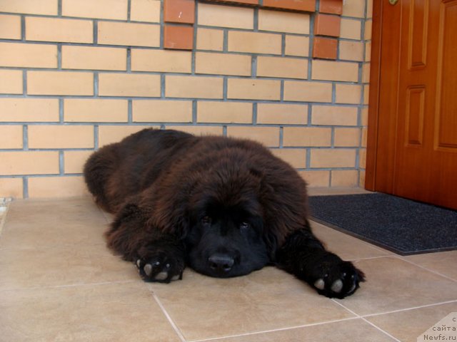 Фото: ньюфаундленд Skazochnaya Kroha Medison (Сказочная Кроха Медисон)