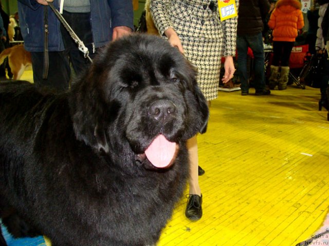 Фото: ньюфаундленд Skazochnaya Kroha Medison (Сказочная Кроха Медисон)