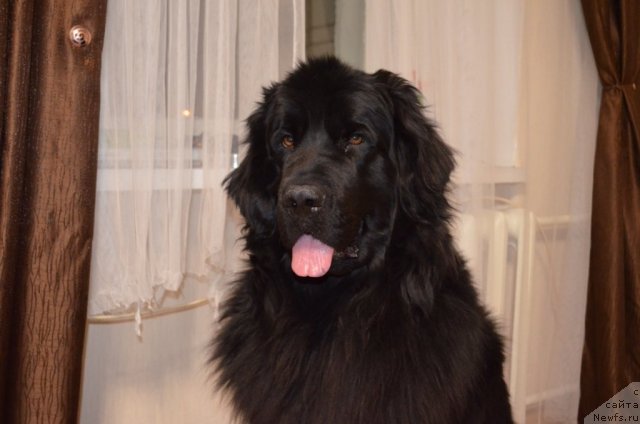 Фото: ньюфаундленд Koldovskaya Lyubov' (Колдовская Любовь)