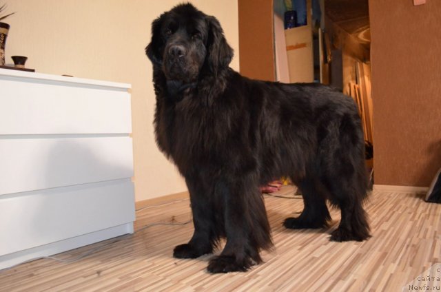 Фото: ньюфаундленд Koldovskaya Lyubov' (Колдовская Любовь)