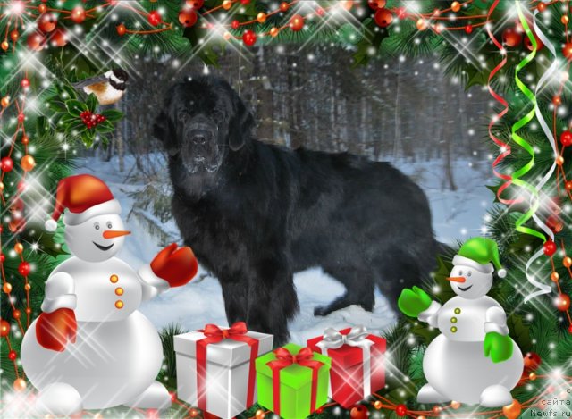 Фото: ньюфаундленд Formula Lyubvi ot Sibirskogo Medvedya (Формула Любви от Сибирского Медведя)