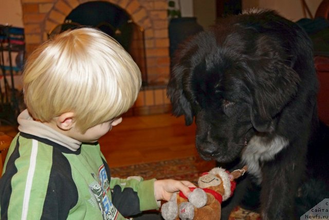 Фото: ньюфаундленд Piternyuf Enigma (Питерньюф Енигма)