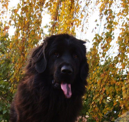 Фото: ньюфаундленд Lyubimaya Medvedica Moya (Любимая Медведица Моя)