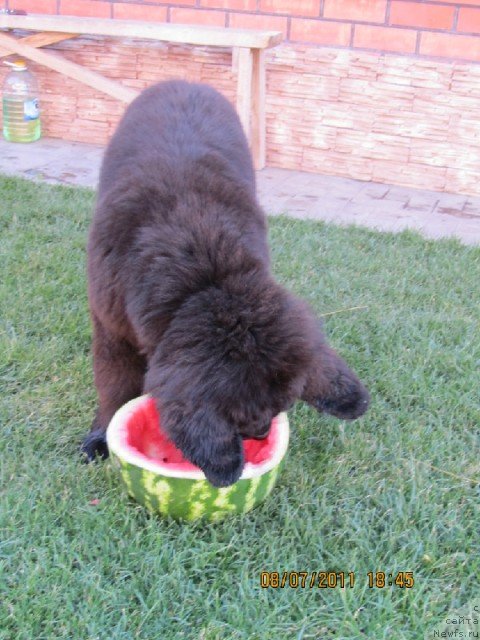 Фотография № 84171