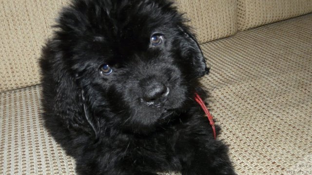 Фото: ньюфаундленд Sud'byi Podarok (Судьбы Подарок)