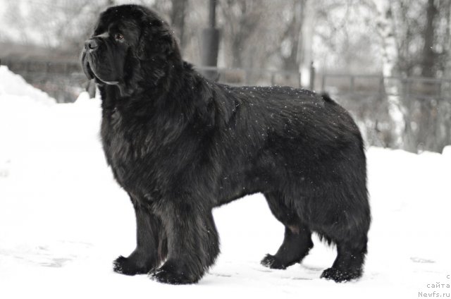 Фото: ньюфаундленд Pchiolkin Dom Veniamin (Пчёлкин Дом Вениамин)