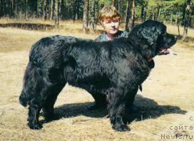 Фото: ньюфаундленд Ognennyiy Grizli Blyek Pandora (Огненный Гризли Блэк Пандора), Elena Kropotova (Елена Кропотова)