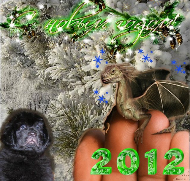 Фото: ньюфаундленд Aquatoriya Kelvin Kadril (Акватория Келвин Кадриль)