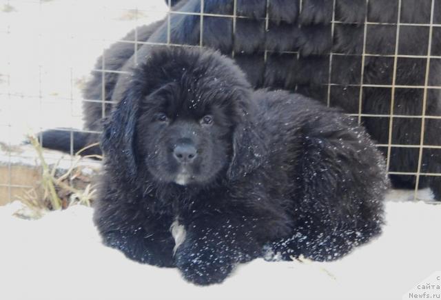 Фото: ньюфаундленд Sent Djons Orhideya Noir (Сент Джонс Орхидея Ноир)