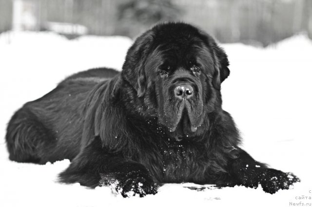 Фото: ньюфаундленд Pchiolkin Dom Veniamin (Пчёлкин Дом Вениамин)