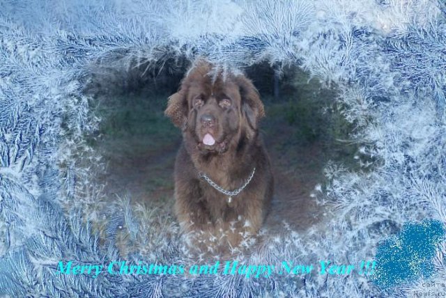 Фото: ньюфаундленд Newettas Vanessa