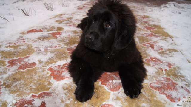 Фото: ньюфаундленд Plushevaya Panda Udivitelnaja Kejt (Плюшевая Панда Удивительная Кейт)