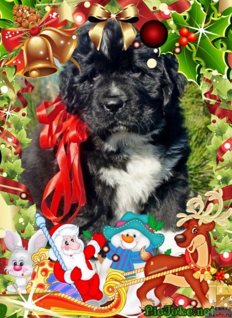 Фото: ньюфаундленд Piternyuf Enigma (Питерньюф Енигма)