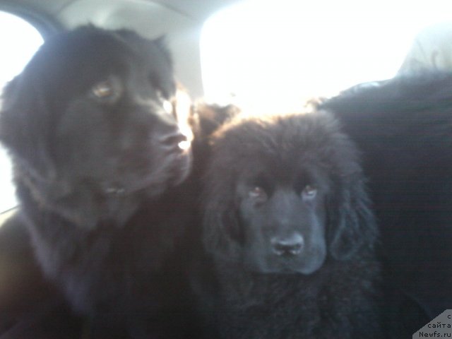 Фото: ньюфаундленд Sent Djons SHarlotta (Сент Джонс Шарлотта)