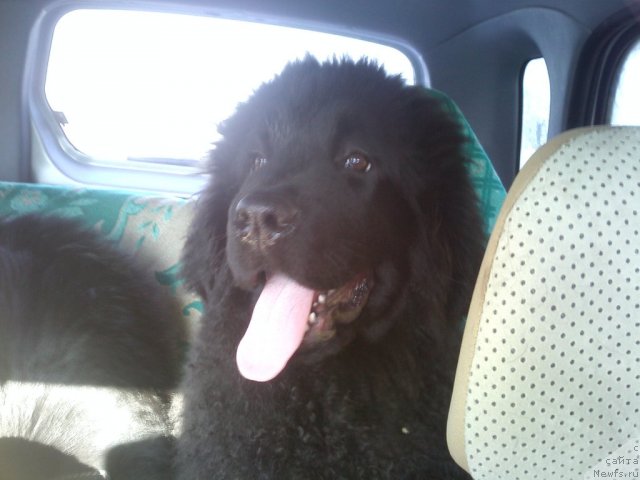 Фото: ньюфаундленд Sent Djons SHarlotta (Сент Джонс Шарлотта)