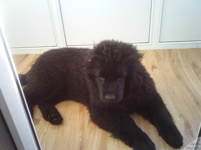 Фото: ньюфаундленд Sent Djons SHarlotta (Сент Джонс Шарлотта)