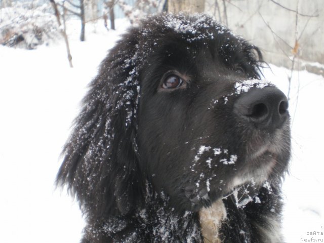 Фото: ньюфаундленд Kara Aular Baronessa Simpatiko (Кара Аюлар Баронесса Симпатико)