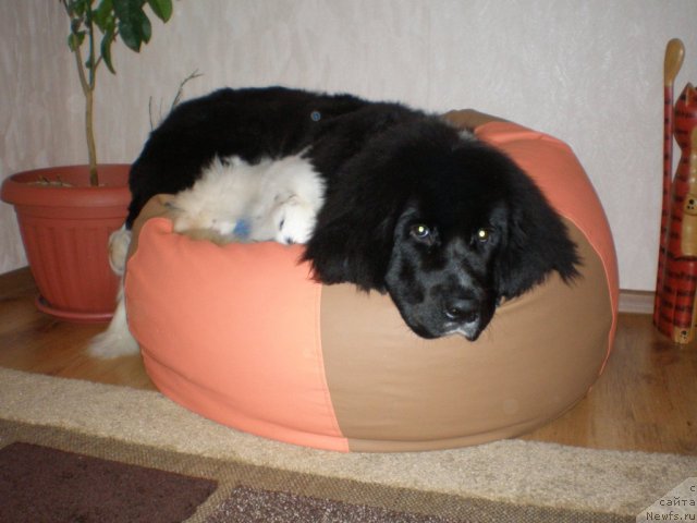 Фото: ньюфаундленд Kara Aular Baronessa Simpatiko (Кара Аюлар Баронесса Симпатико)